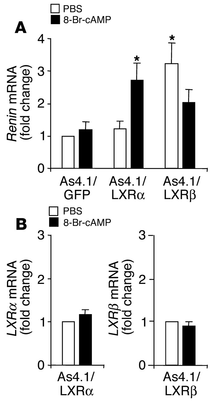 LXRβ can regulate renin in As4.1 cells. (A) qRT-PCR of renin mRNA levels...