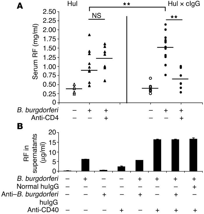 cIgG-dependent RF production in Hul × cIgG Tg mice requires T cell help....