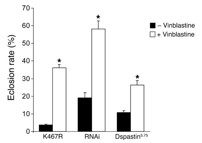 In vivo consequences of vinblastine administration. Addition of vinblast...