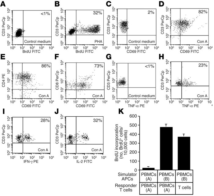 T cells produced in skin cell cultures are mature and functional. (A and...