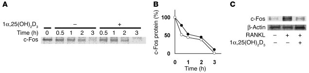 1α,25(OH)2D3 inhibits translation of c-Fos protein in osteoclast precurs...