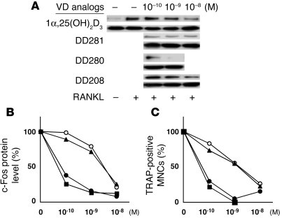 Screening for vitamin D (VD) analogs that reduce c-Fos protein and inhib...