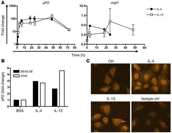 Regulation of aP2 expression in HBEs is enhanced by IL-4 and IL-13.
(A) ...