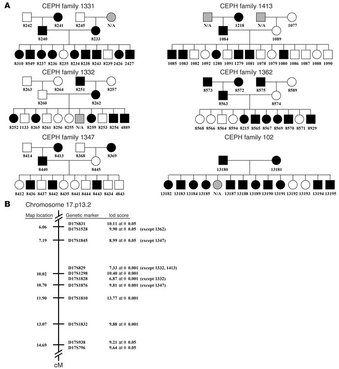 The LRH-1 locus is closely linked to a cluster of markers on chromosome ...