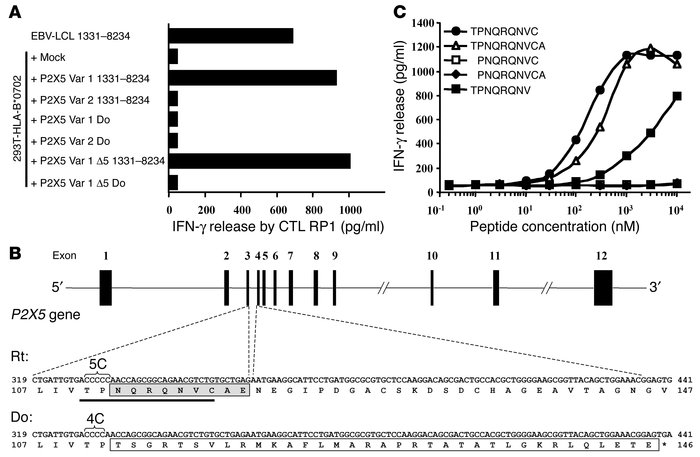 Identification of P2X5 as the gene encoding the HLA-B*0702–restricted ep...