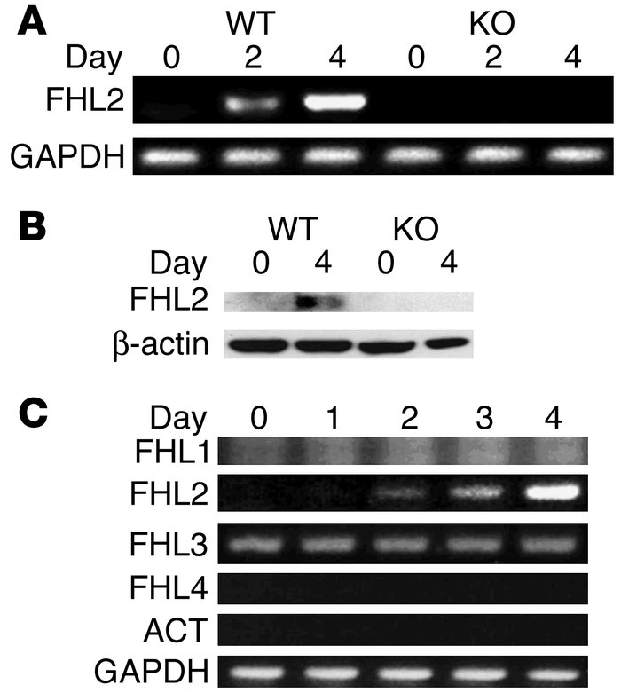 FHL2 is induced during osteoclastogenesis. (A) WT and FHL2–/– (KO) BMMs ...