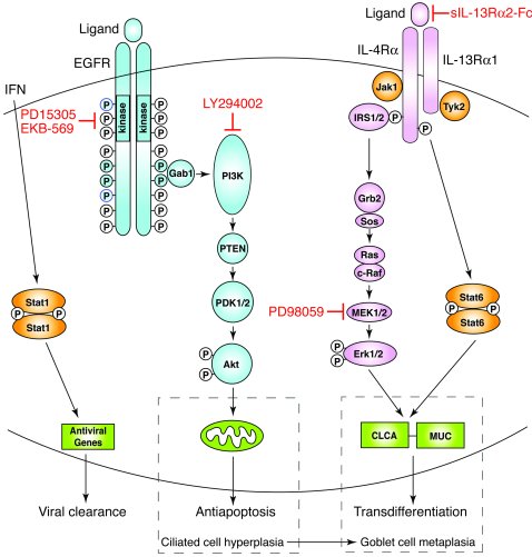 Scheme for virus-inducible EGFR- and IL-13–dependent pathways controllin...