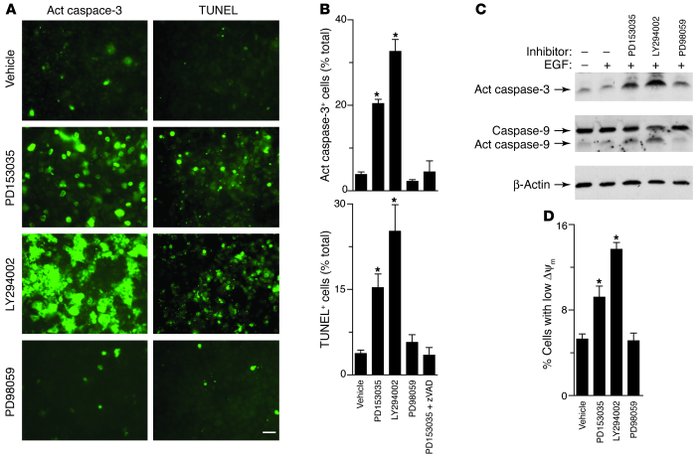 Effect of EGFR signaling pathways on apoptosis in airway epithelial cell...