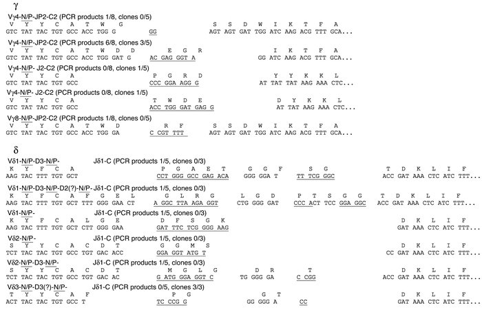 V(D)J junction sequences of γδ T cells. The V(D)J segments identified ar...
