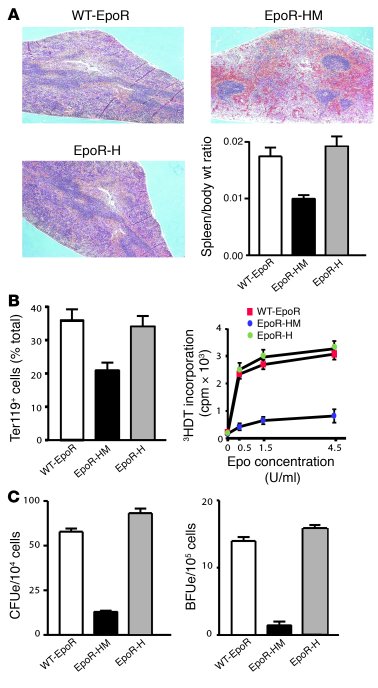 Aberrant splenic architecture and CFUe and BFUe formation in phenylhydra...