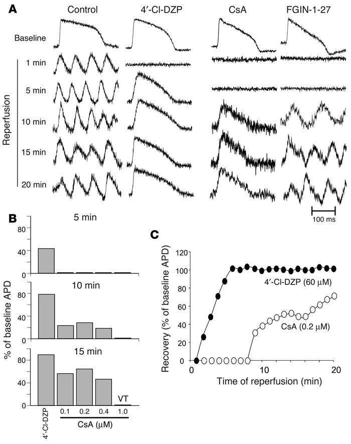 Post-ischemic AP recovery and arrhythmias. (A) Representative APs during...