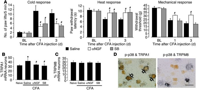 Anti-NGF and a p38 MAPK inhibitor reverse cold hyperalgesia and TRPA1 up...