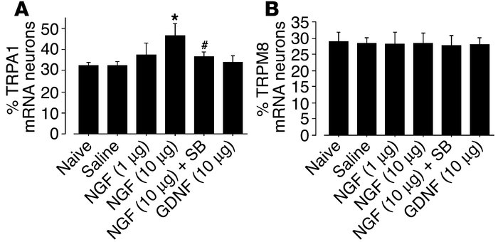 NGF, but not GDNF, induces an increase of TRPA1 expression in DRG neuron...