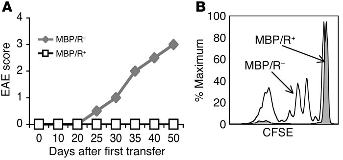 Endogenous CD4+ T cells in MBP/R+ mice prevent both spontaneous EAE and ...
