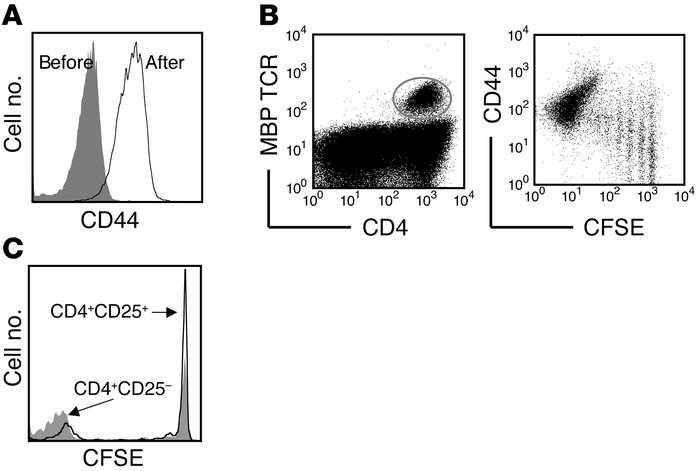JCI - Control of homeostatic proliferation by regulatory T cells