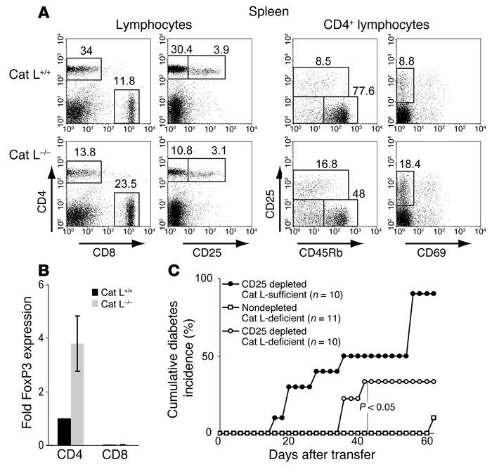 Cat L–deficient mice exhibit a relative increase of CD4+CD25+ to CD4+CD2...