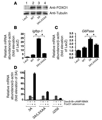 
                  Effects of 3A FoxO1 and 3A/LXXAA FoxO1 mutants on end...