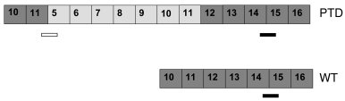 
Mll WT and Mll PTD transcripts.
               
Schematic demonstrating...