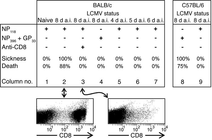 Morbidity and mortality following peptide vaccination require CD8+ T cel...