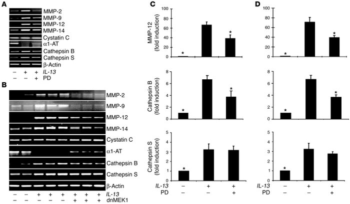 Role of ERK1/2 MAPK in IL-13 regulation of proteases and antiproteases.
...