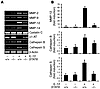 Role of STAT6 in IL-13 regulation of proteases and antiproteases.