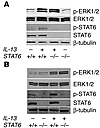 IL-13–induced ERK1/2 activation occurs in the absence of STAT6.