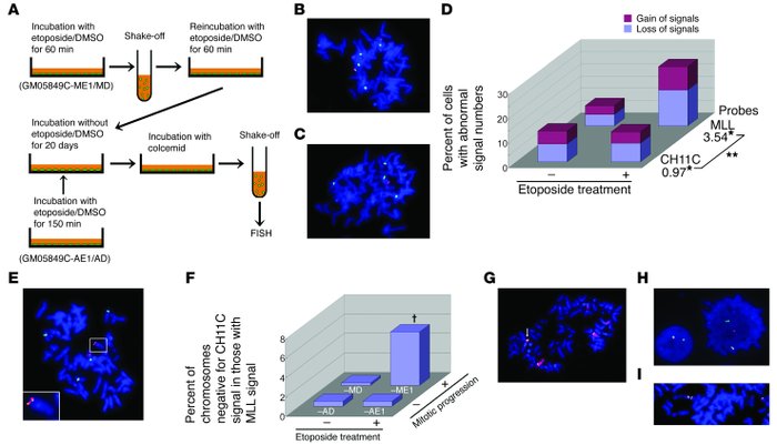 Chromosomal aberrations in a mixture of stable clones of ATM-deficient f...