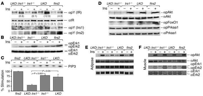 Insulin signaling in liver, muscle, and white adipose tissue.
Mice in ea...