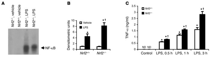 Lack of Nrf2 augments NF-κB activation in macrophages.
(A) Nuclear extra...