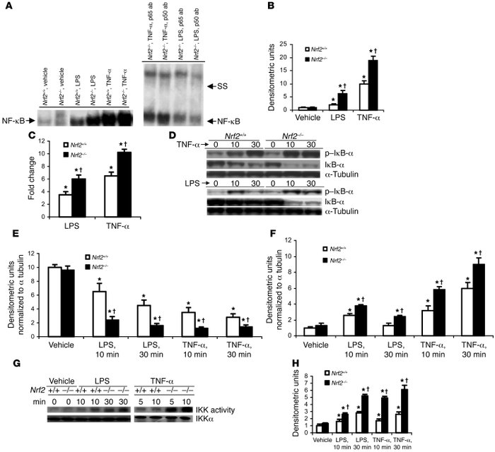 LPS and/or TNF-α stimulus induces greater NF-κB activation in Nrf2-defic...