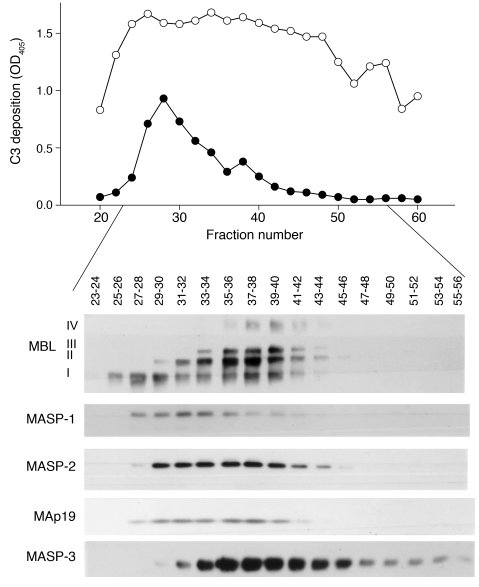 Influence of fractionated MBL/MASP complexes on C3 deposition induced by...