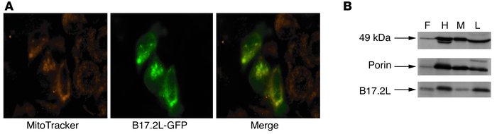 Mitochondrial localization and tissue-specific expression of B17.2L. (A)...