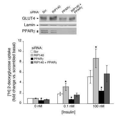 RIP140 depletion does not require normal PPARγ levels to enhance GLUT4 e...