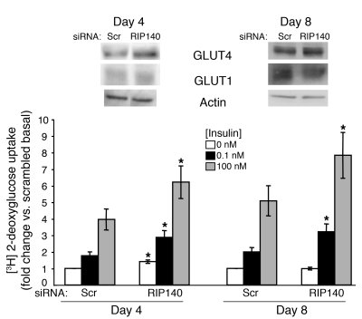 RIP140 depletion enhances GLUT4 expression and hexose uptake in both day...