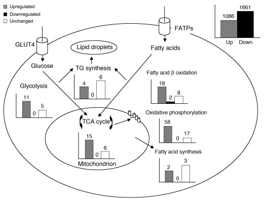 RIP140 silencing enhances multiple metabolic pathways in 3T3-L1 adipocyt...