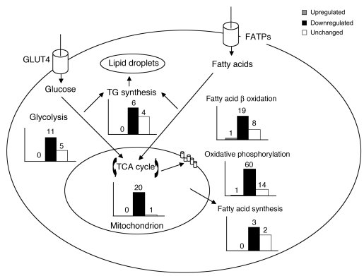 RIP140 reexpression in RIPKO-1 adipocytes results in downregulation of m...