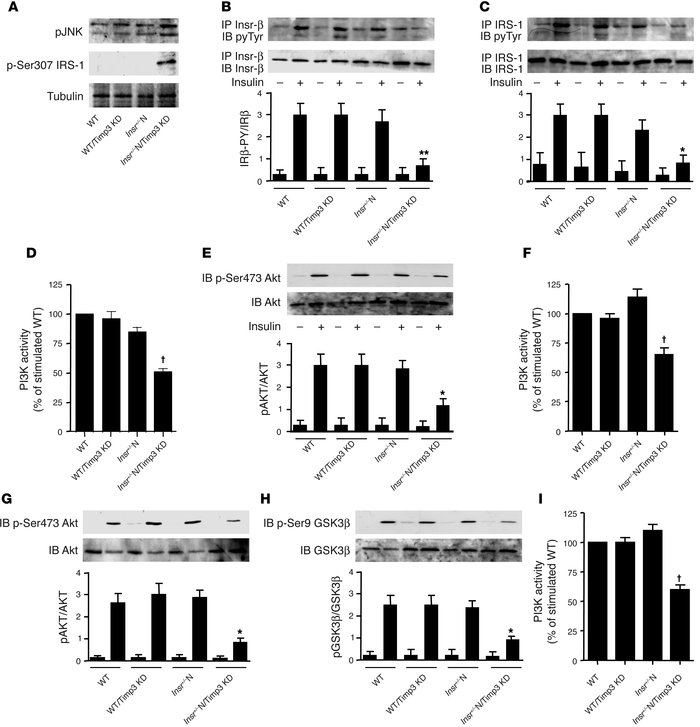 Effect of Timp3 KD on insulin signaling in WT and Insr+/– mice. (A) TNF-...