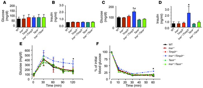Glucose homeostasis in Insr+/–Timp3+/–, Insr+/–Tace+/–,Insr+/–, Timp3+/–...