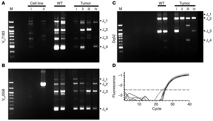 PCR analysis of VDJH and DJH rearrangements in tumors of LANA transgenic...