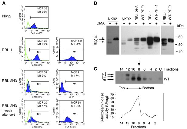 Expression of human perforin in RBL-1 and RBL-2H3 cells following retrov...