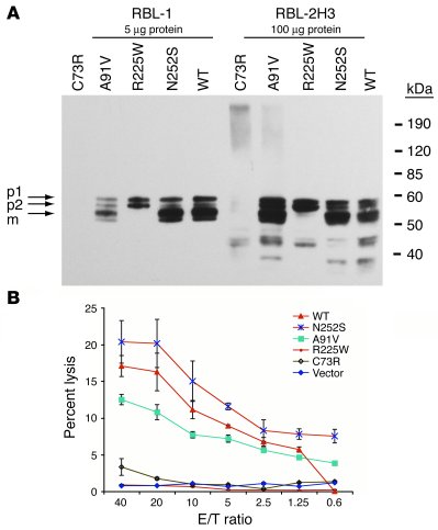 Impaired maturation of perforin can be assayed in RBL-1 and RBL-2H3 cell...