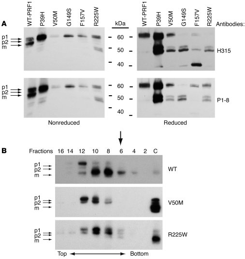 Western blot analysis of RBL-1 expressing PRF1 missense mutations with a...