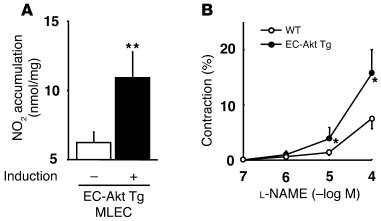Endothelial NO production and bioactivity in EC-Akt Tg mice. (A) NO prod...