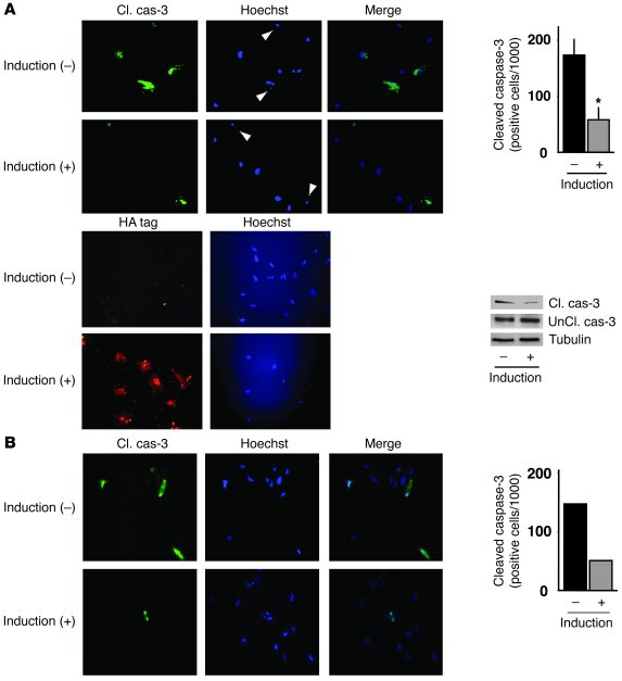 EC apoptosis. (A) Immunocytochemistry and immunoblotting for cleaved (ac...