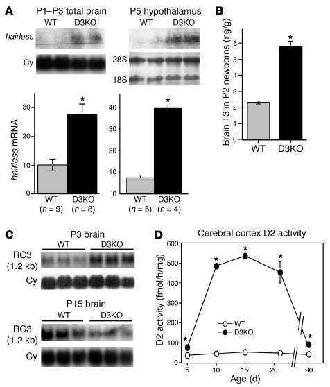 Brain expression of T3-regulated genes.
(A) Expression of hairless in th...