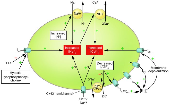 Proposed scheme of events leading to transmembrane ionic imbalances duri...