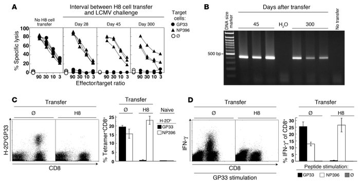 H8 chimerism-induced antigen-specific CTL unresponsiveness.
(A–D) Sex-ma...