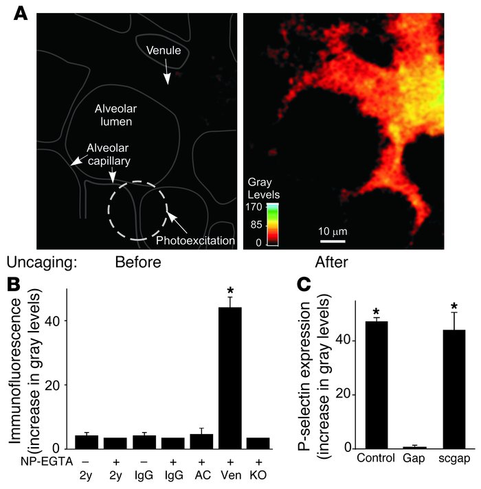 
                  Role of intracellular organelles in uncaging-induced ...