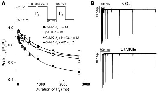 CaMKIIδc increases IIM of INa in rabbit myocytes (10 mM [Na+]o).
       ...