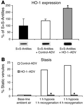 HO-1-ADV increases HO-1 expression and inhibits stasis.
Local administra...